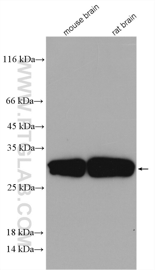 Western Blot (WB) analysis of various lysates using TESC Polyclonal antibody (11125-1-AP)