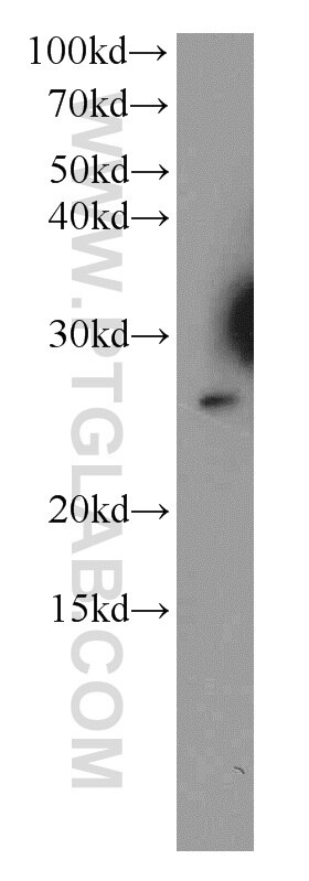 Western Blot (WB) analysis of HeLa cells using TESC Polyclonal antibody (11125-1-AP)