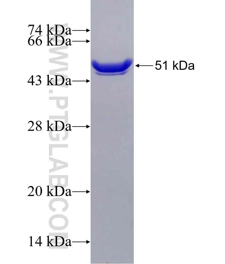 TESC fusion protein Ag1596 SDS-PAGE