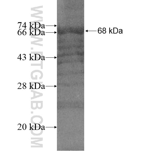 TESK2 fusion protein Ag10964 SDS-PAGE