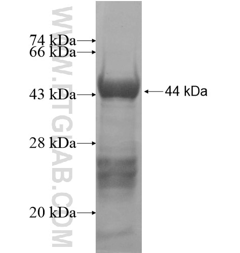 TESK2 fusion protein Ag11249 SDS-PAGE