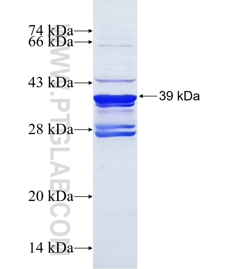TET1 fusion protein Ag40528 SDS-PAGE