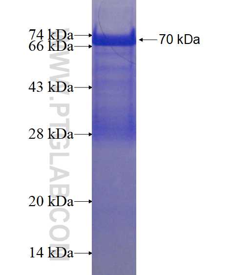 TET2 fusion protein Ag15583 SDS-PAGE