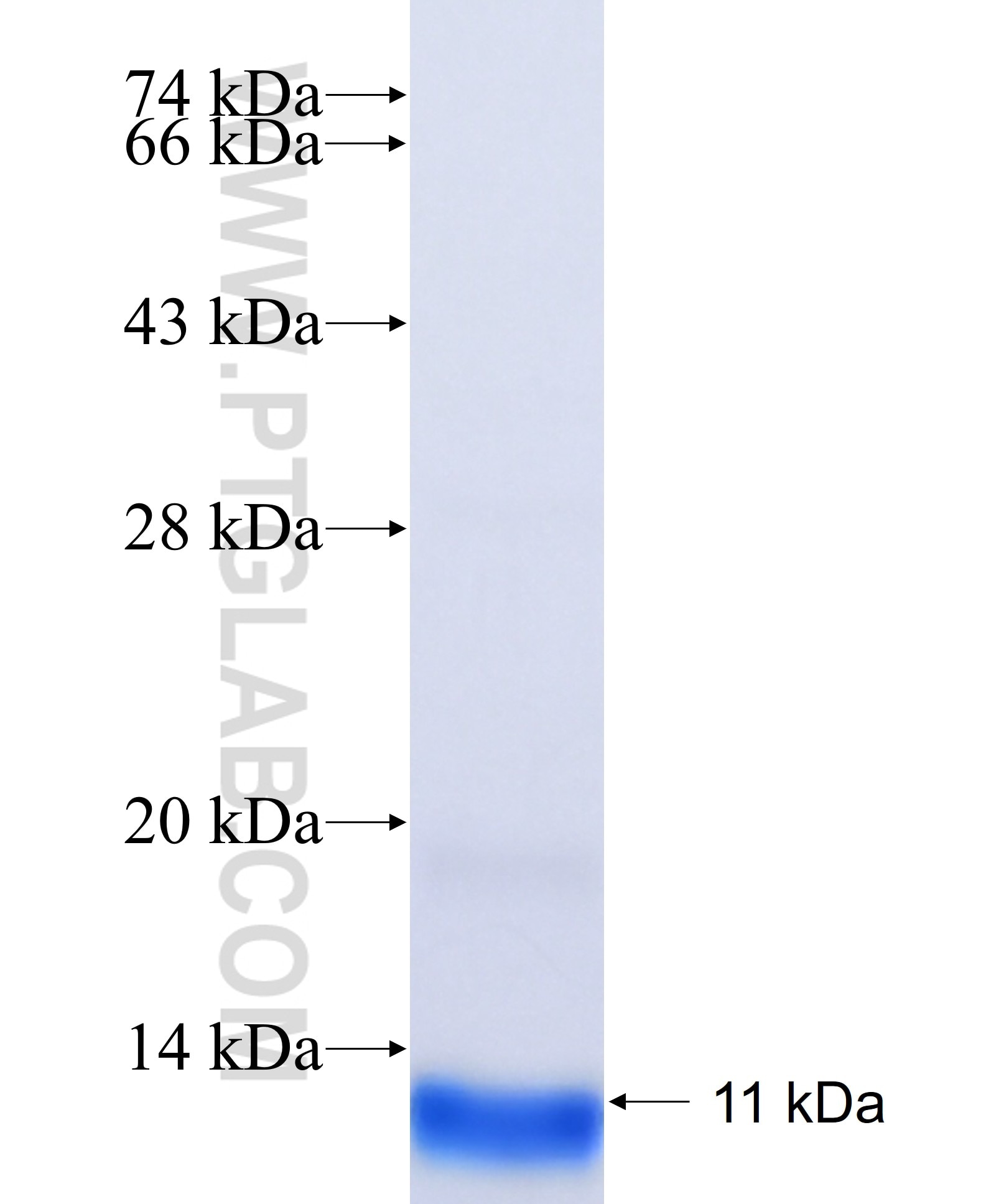 TET3 fusion protein Ag34554 SDS-PAGE TET3 fusion protein Ag34554 SDS-PAGE