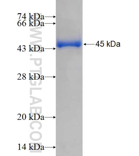 TEX10 fusion protein Ag11014 SDS-PAGE