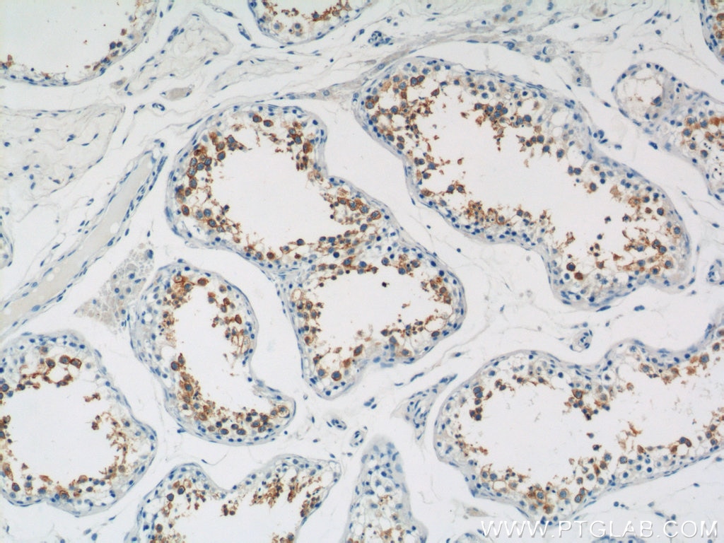 Immunohistochemistry (IHC) staining of human testis tissue using TEX101 Polyclonal antibody (15447-1-AP)