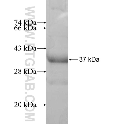 TEX101 fusion protein Ag12392 SDS-PAGE