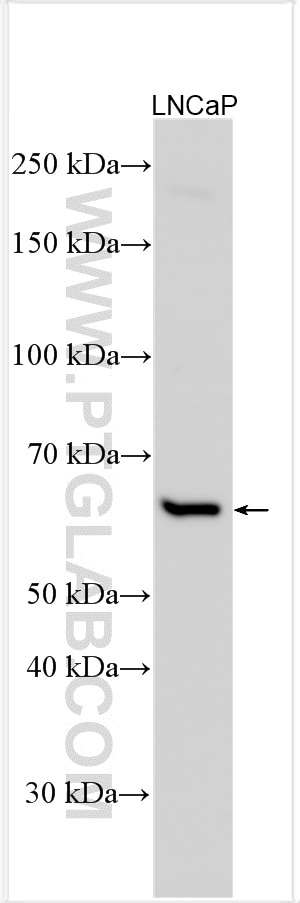 WB analysis using 17266-1-AP