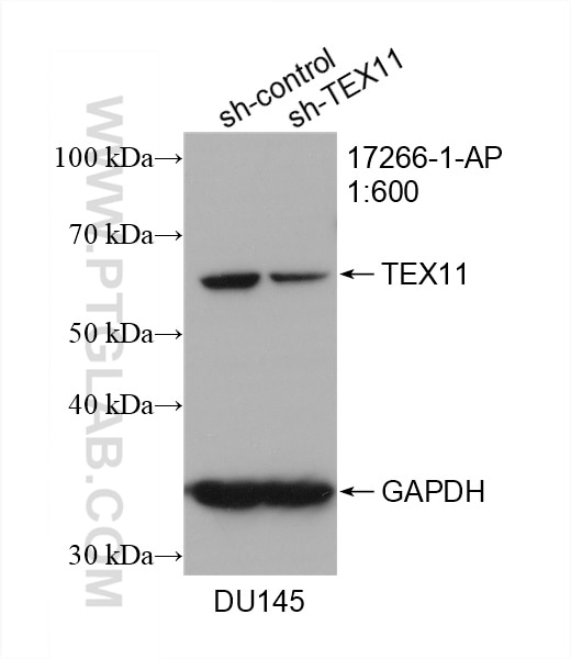 Western Blot (WB) analysis of DU 145 cells using TEX11 Polyclonal antibody (17266-1-AP)