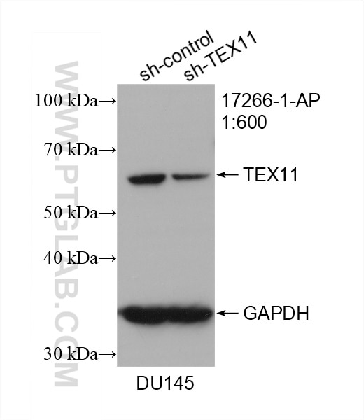 WB analysis of DU 145 using 17266-1-AP
