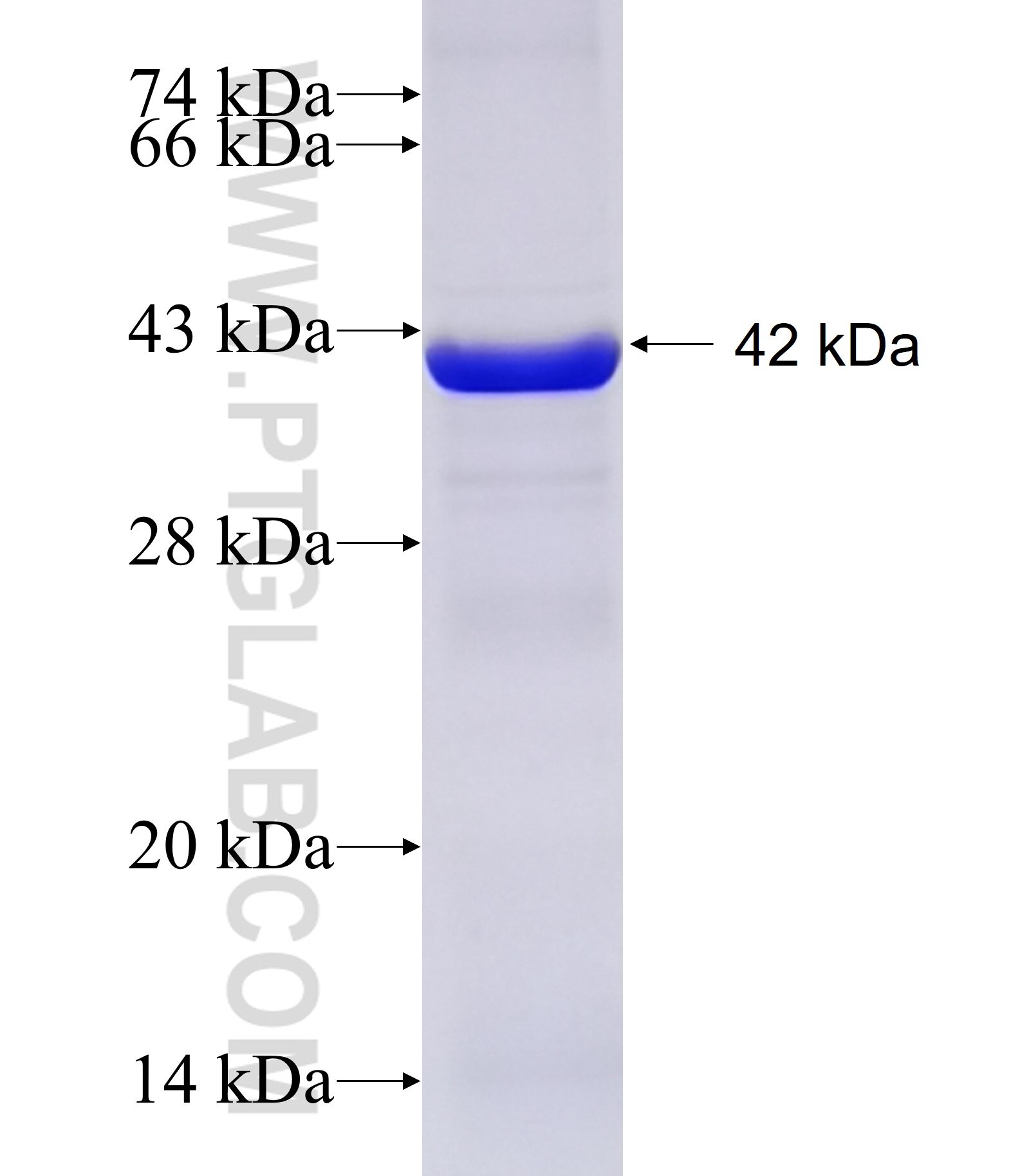 TEX11 fusion protein Ag11012 SDS-PAGE