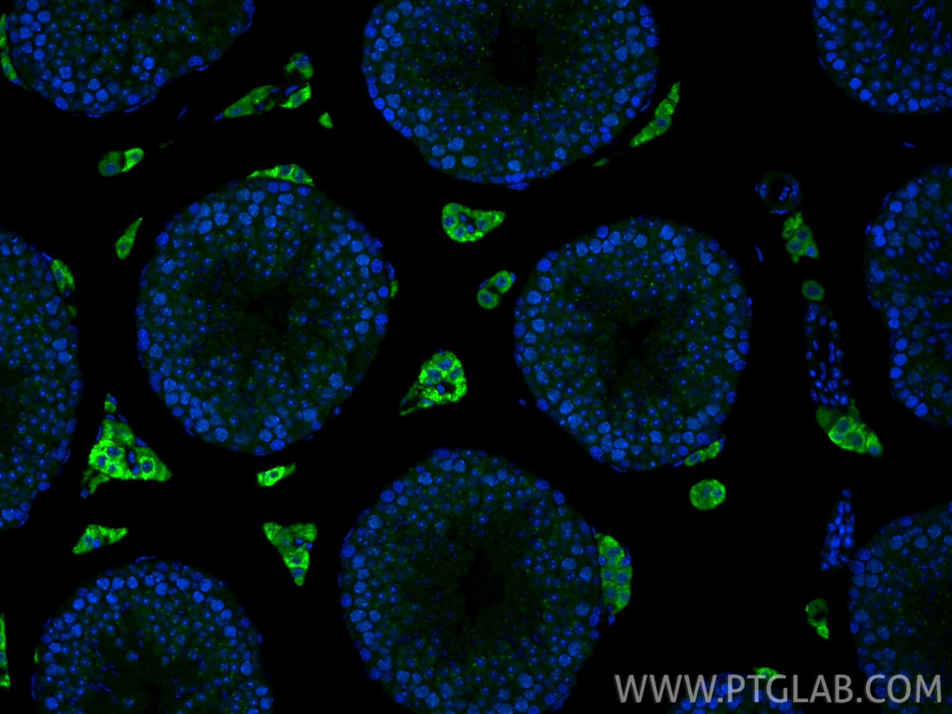 Immunofluorescence (IF) / fluorescent staining of mouse testis tissue using TEX12 Polyclonal antibody (17068-1-AP)