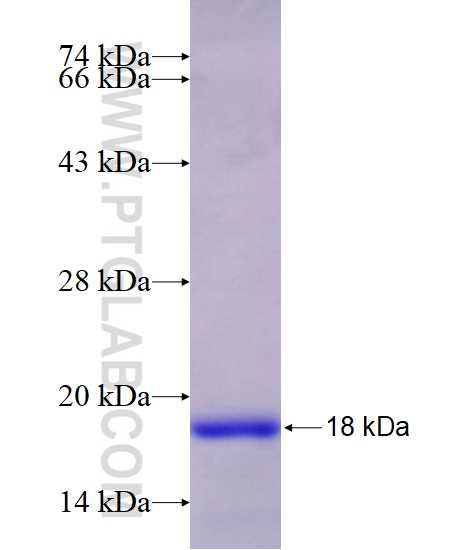 TEX12 fusion protein Ag10863 SDS-PAGE