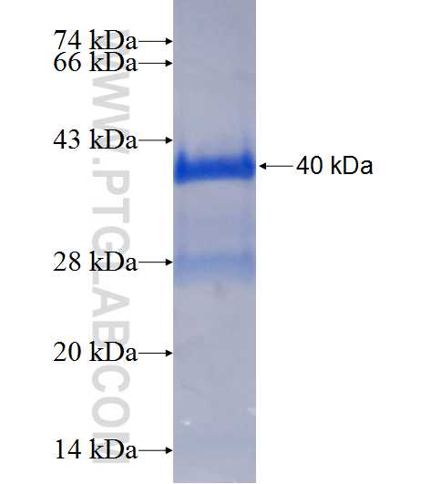 TEX12 fusion protein Ag10893 SDS-PAGE