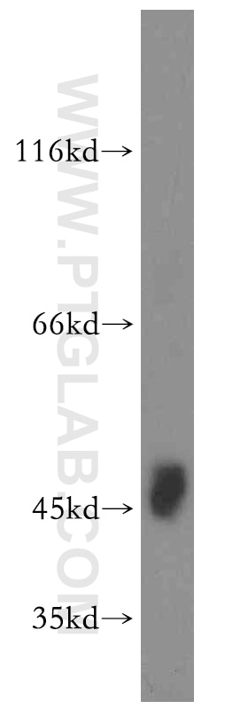 Western Blot (WB) analysis of K-562 cells using TEX13A Polyclonal antibody (18888-1-AP)