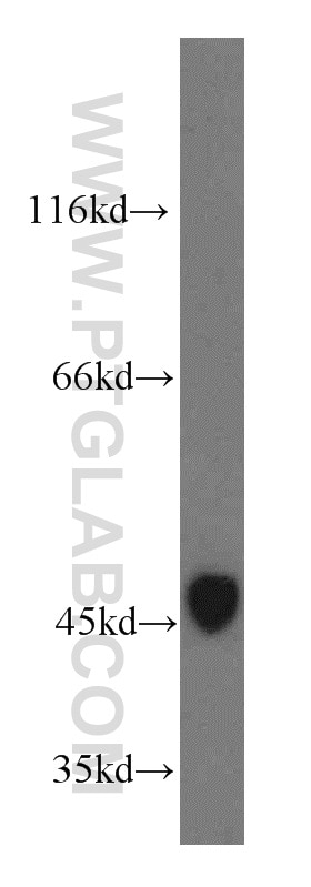 Western Blot (WB) analysis of mouse spermatophore tissue using TEX13A Polyclonal antibody (18888-1-AP)