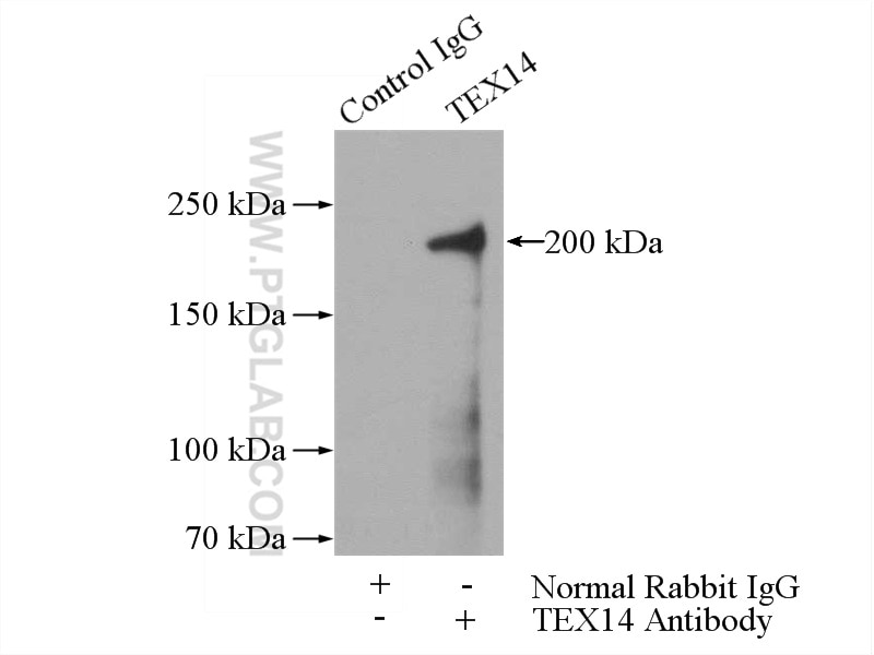 Immunoprecipitation (IP) experiment of mouse testis tissue using TEX14 Polyclonal antibody (18351-1-AP)