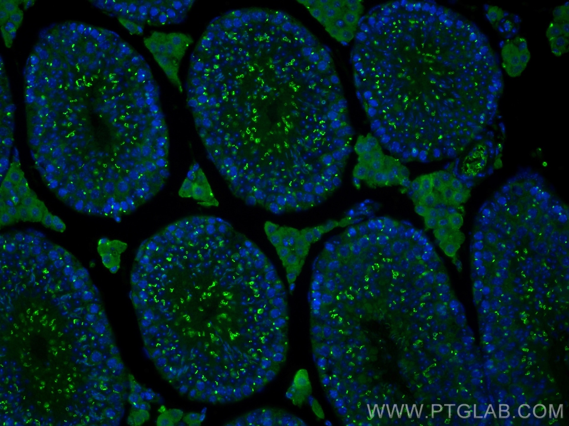 Immunofluorescence (IF) / fluorescent staining of mouse testis tissue using TEX14 Monoclonal antibody (67982-1-Ig)