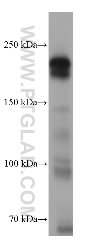 WB analysis of rabbit testis using 67982-1-Ig