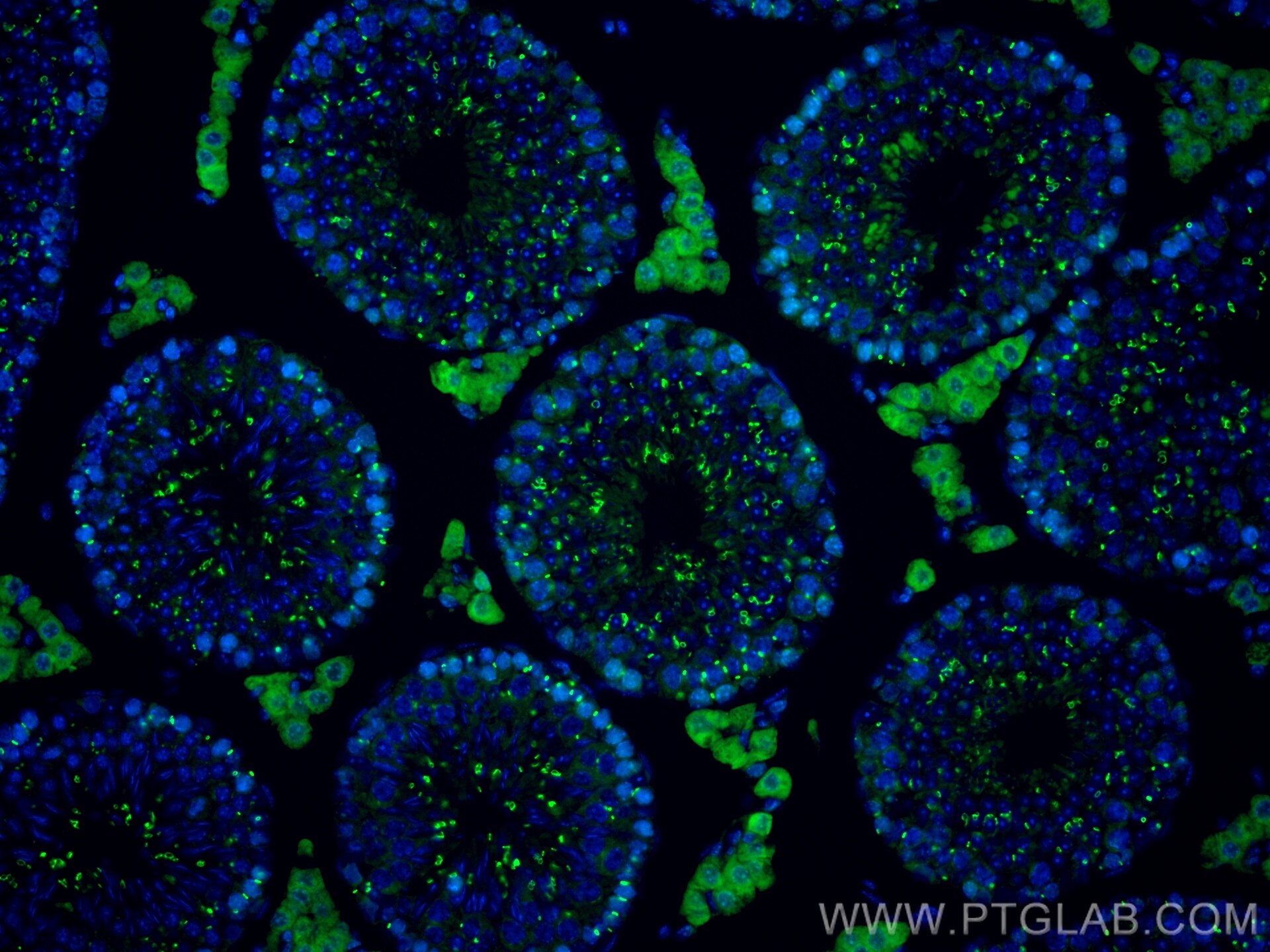 IF Staining of mouse testis using CL488-67982