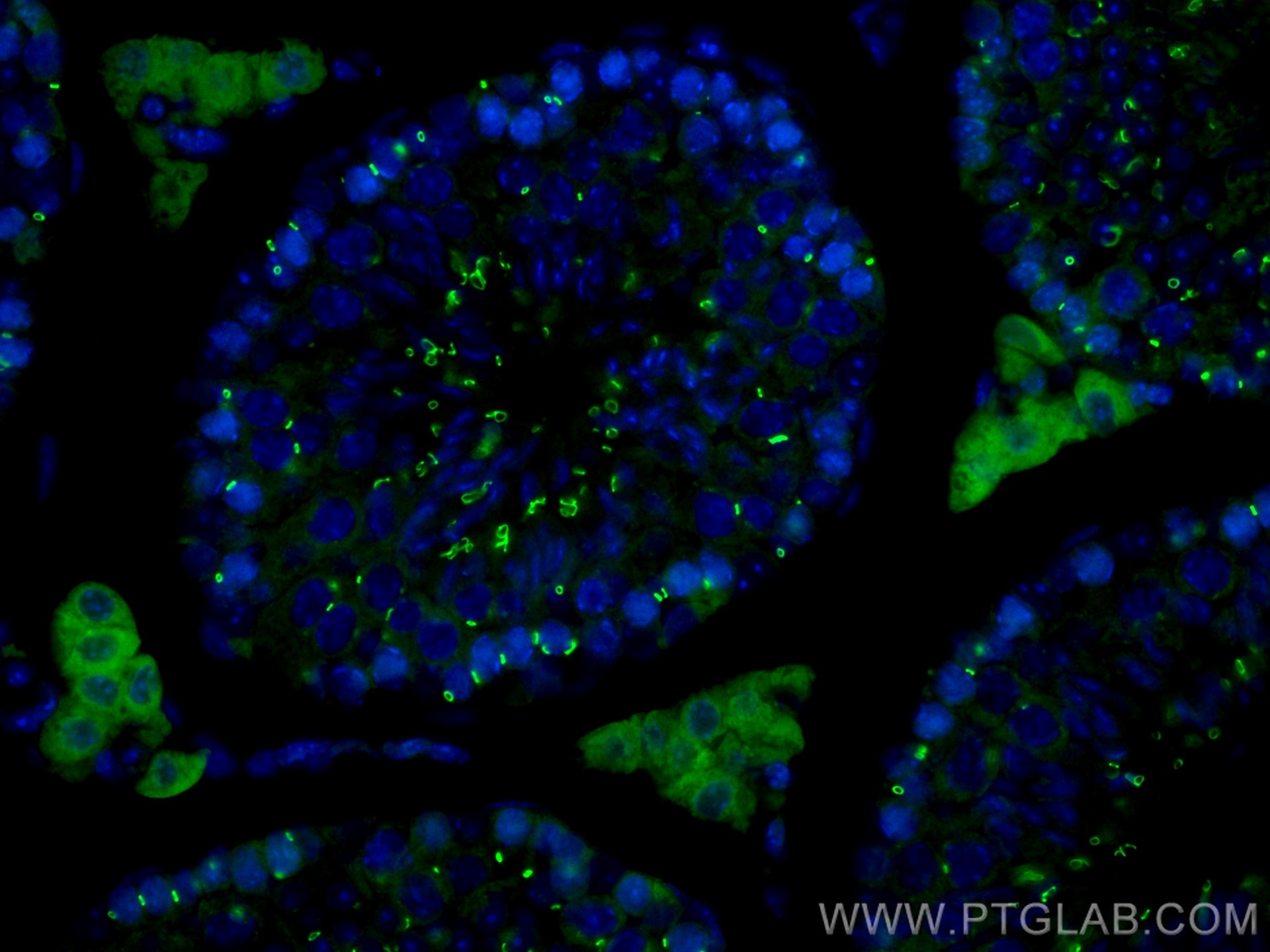 Immunofluorescence (IF) / fluorescent staining of mouse testis tissue using CoraLite® Plus 488-conjugated TEX14 Monoclonal ant (CL488-67982)
