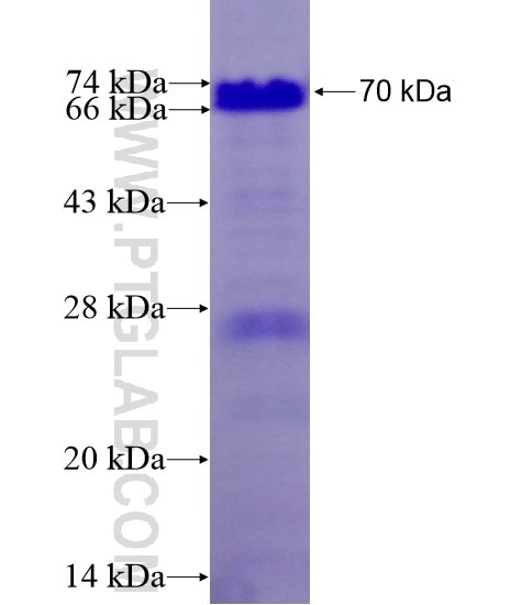 TEX14 fusion protein Ag13143 SDS-PAGE