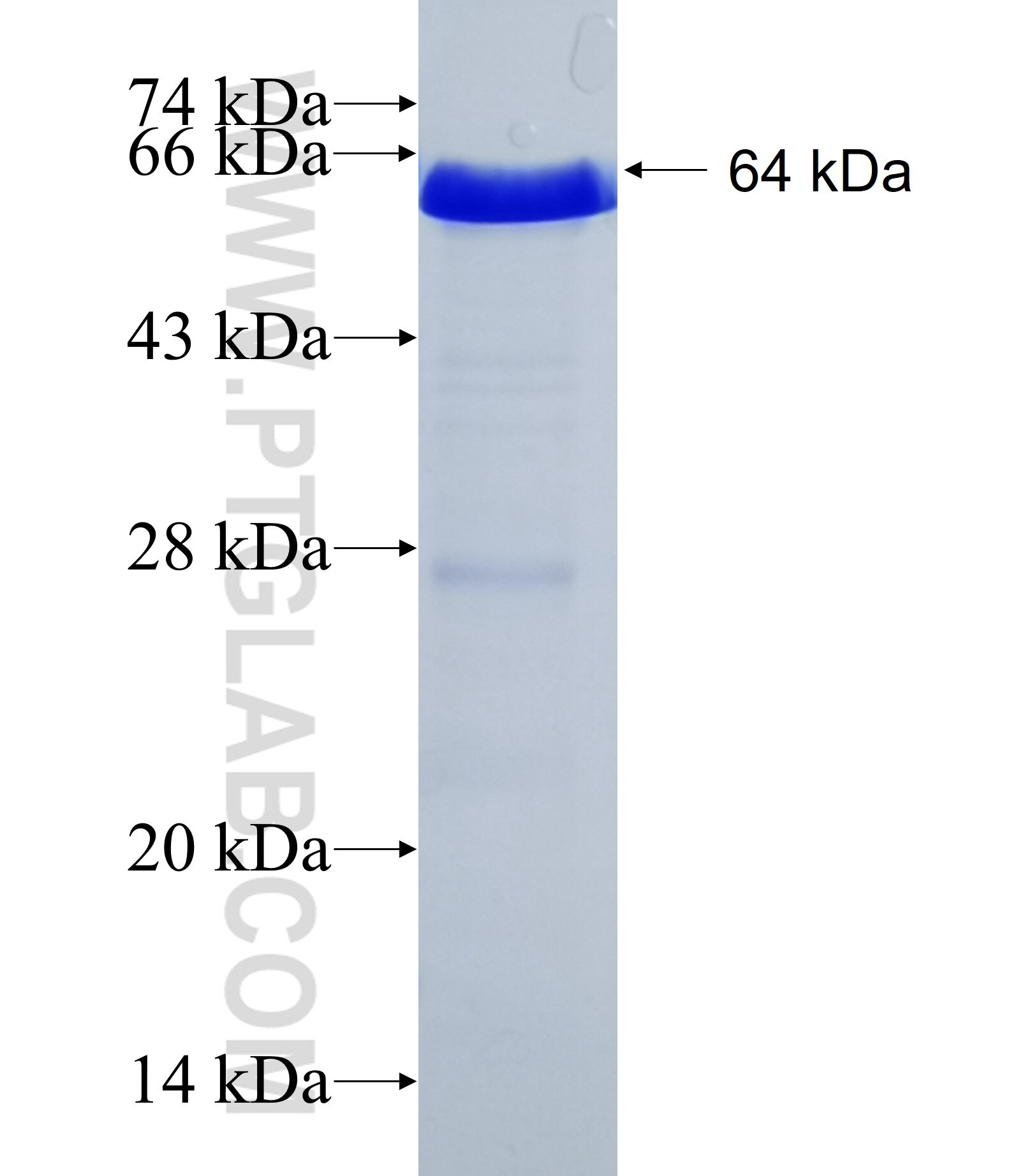 TEX14 fusion protein Ag13143 SDS-PAGE