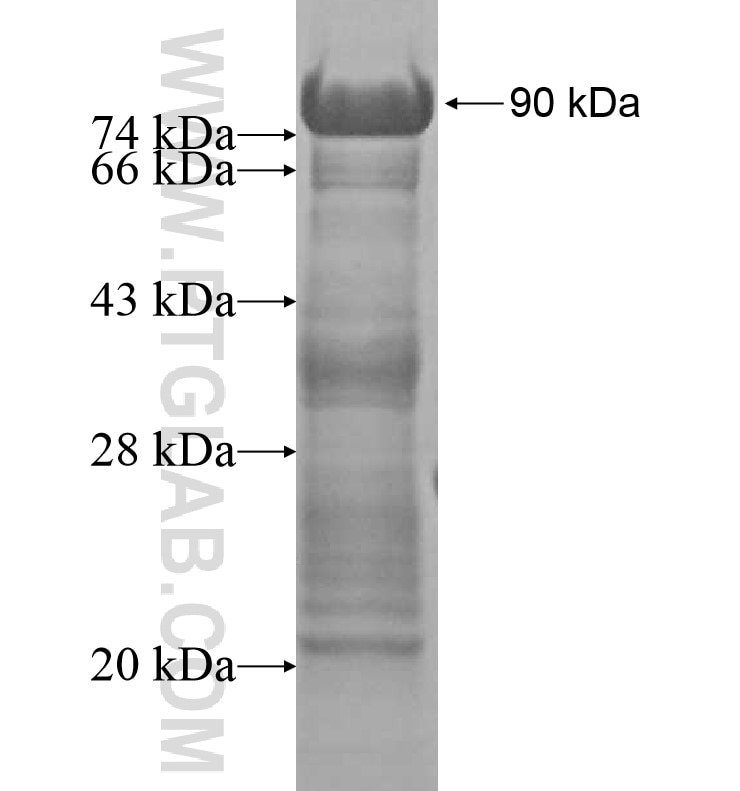 TEX14 fusion protein Ag13177 SDS-PAGE
