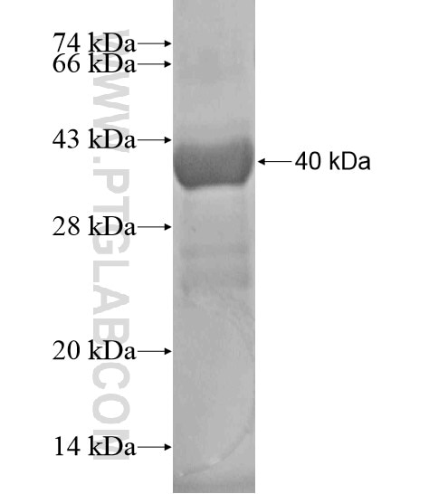 TEX15 fusion protein Ag20170 SDS-PAGE