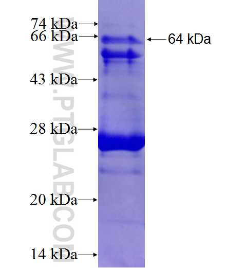 TEX2 fusion protein Ag3466 SDS-PAGE