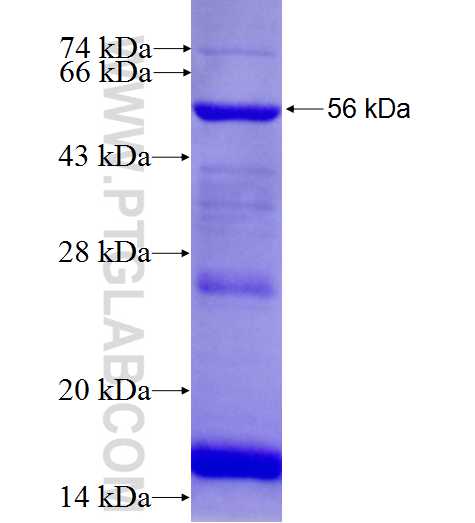 TEX2 fusion protein Ag8305 SDS-PAGE