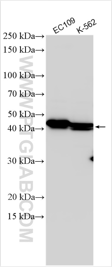 TEX9