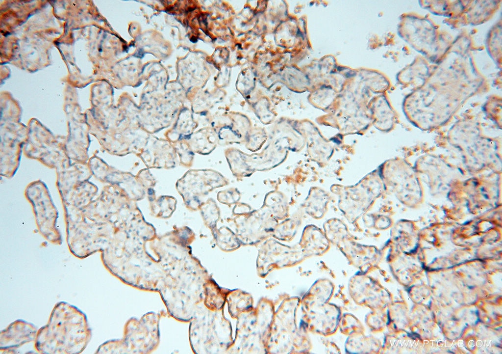 Immunohistochemistry (IHC) staining of human placenta tissue using Transferrin Polyclonal antibody (17435-1-AP)