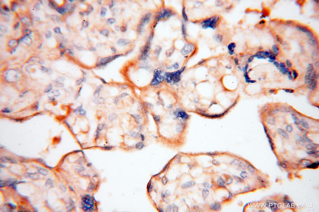 Immunohistochemistry (IHC) staining of human placenta tissue using Transferrin Polyclonal antibody (17435-1-AP)