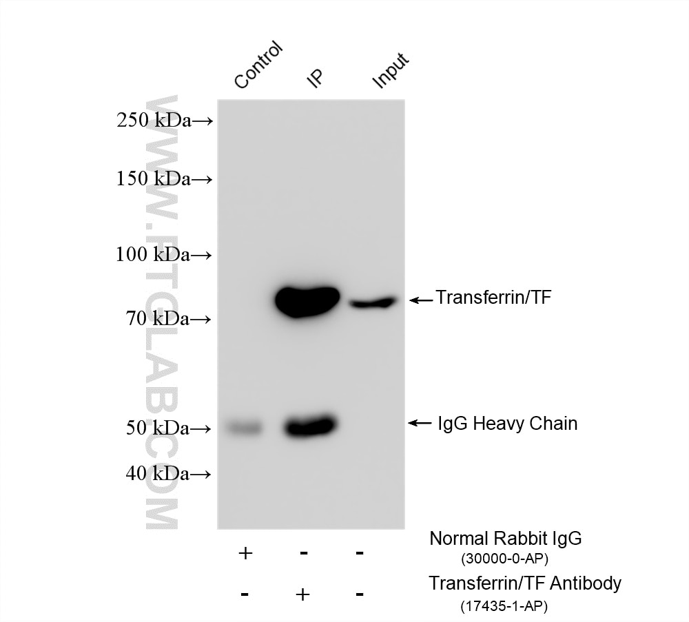 Immunoprecipitation (IP) experiment of HepG2 cells using Transferrin/TF Polyclonal antibody (17435-1-AP)