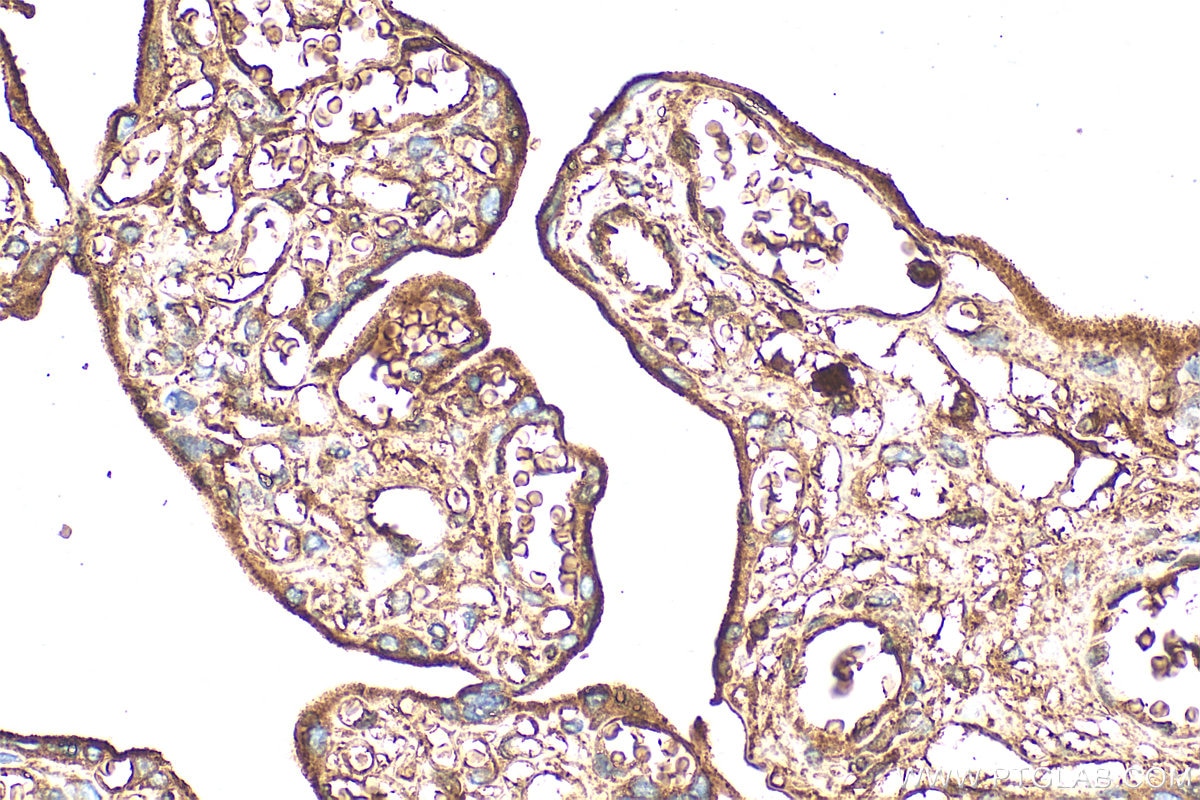 Immunohistochemistry (IHC) staining of human placenta tissue using Transferrin/TF Polyclonal antibody (30337-1-AP)