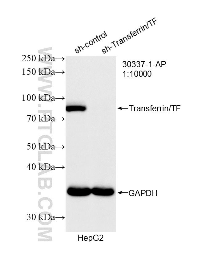 WB result of Transferrin/TF antibody (30337-1-AP; 1:10000; incubated at room temperature for 1.5 hours) with sh-Control and sh-Transferrin/TF transfected HepG2 cells. Western Blot (WB) analysis of HepG2 cells using Transferrin/TF Polyclonal antibody (30337-1-AP)