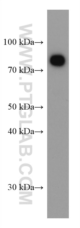 Western Blot (WB) analysis of human plasma using Transferrin Monoclonal antibody (66171-1-Ig)