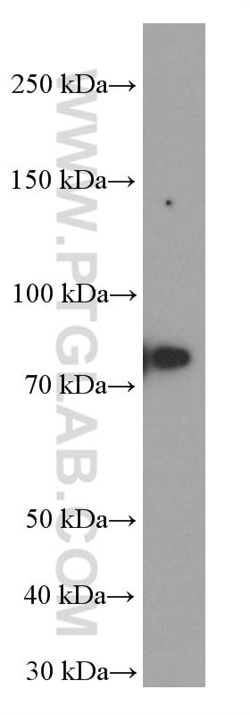 Western Blot (WB) analysis of fetal human brain tissue using Transferrin Monoclonal antibody (66171-1-Ig)