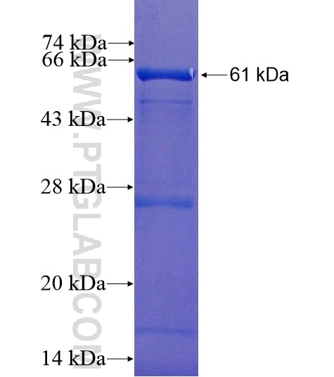TF fusion protein Ag11504 SDS-PAGE