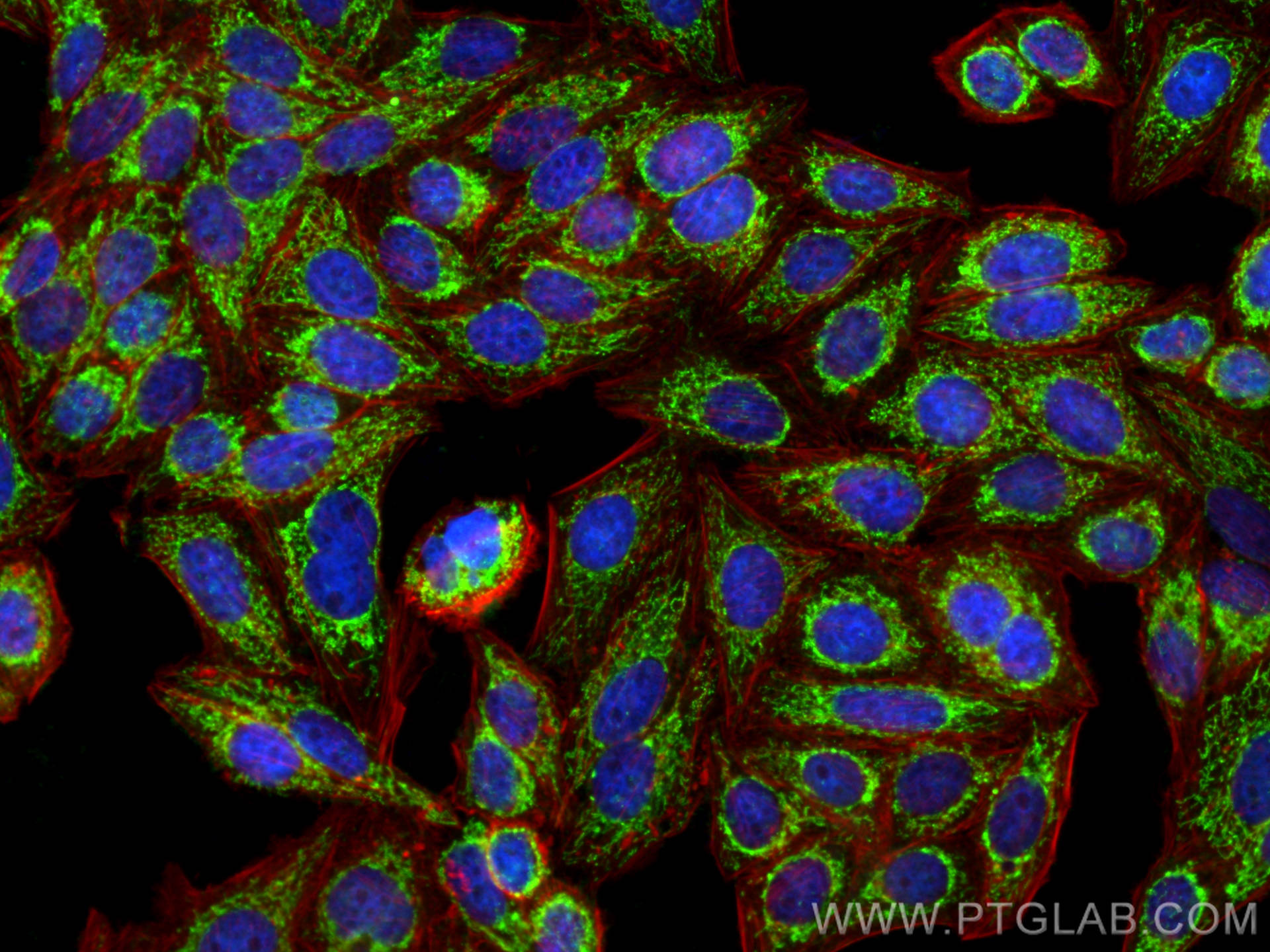 Immunofluorescence (IF) / fluorescent staining of HepG2 cells using TFAM Polyclonal antibody (22586-1-AP)