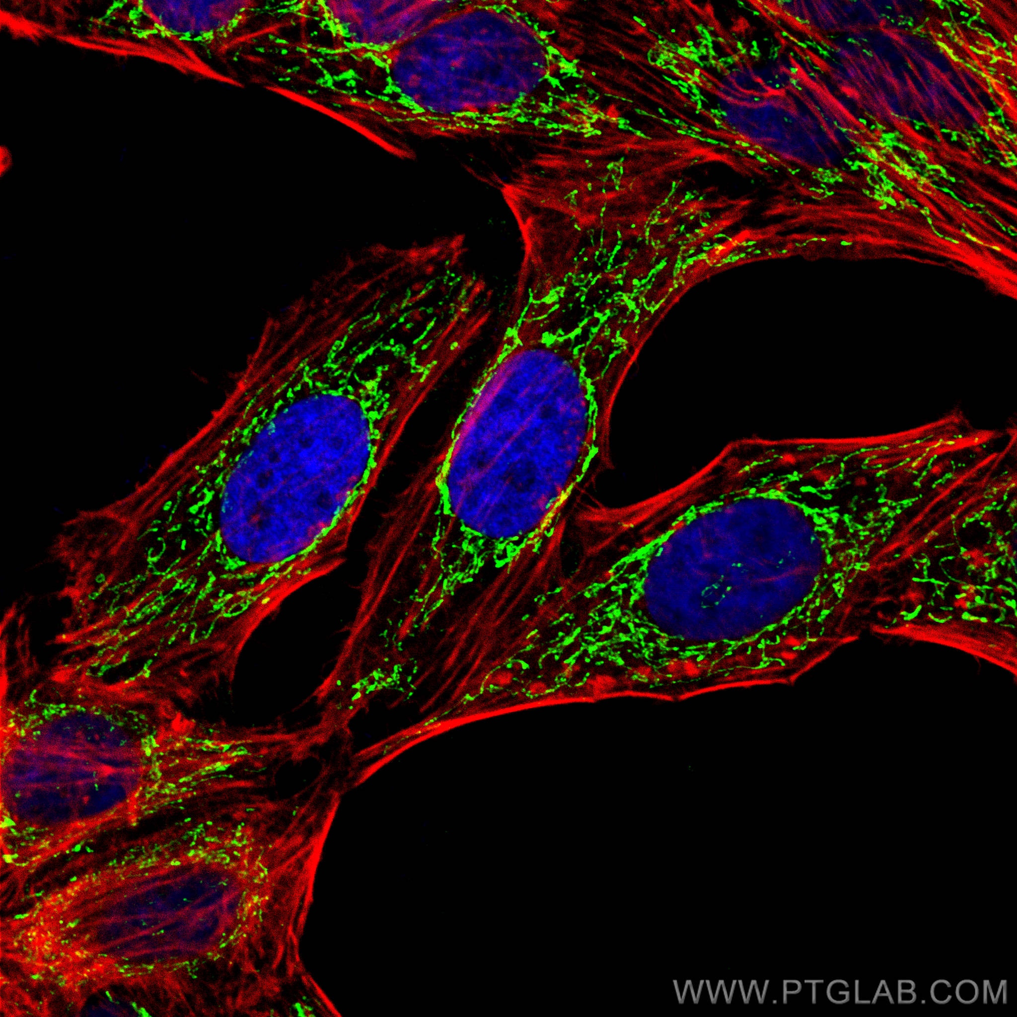 Immunofluorescence (IF) / fluorescent staining of HepG2 cells using TFAM Polyclonal antibody (22586-1-AP)