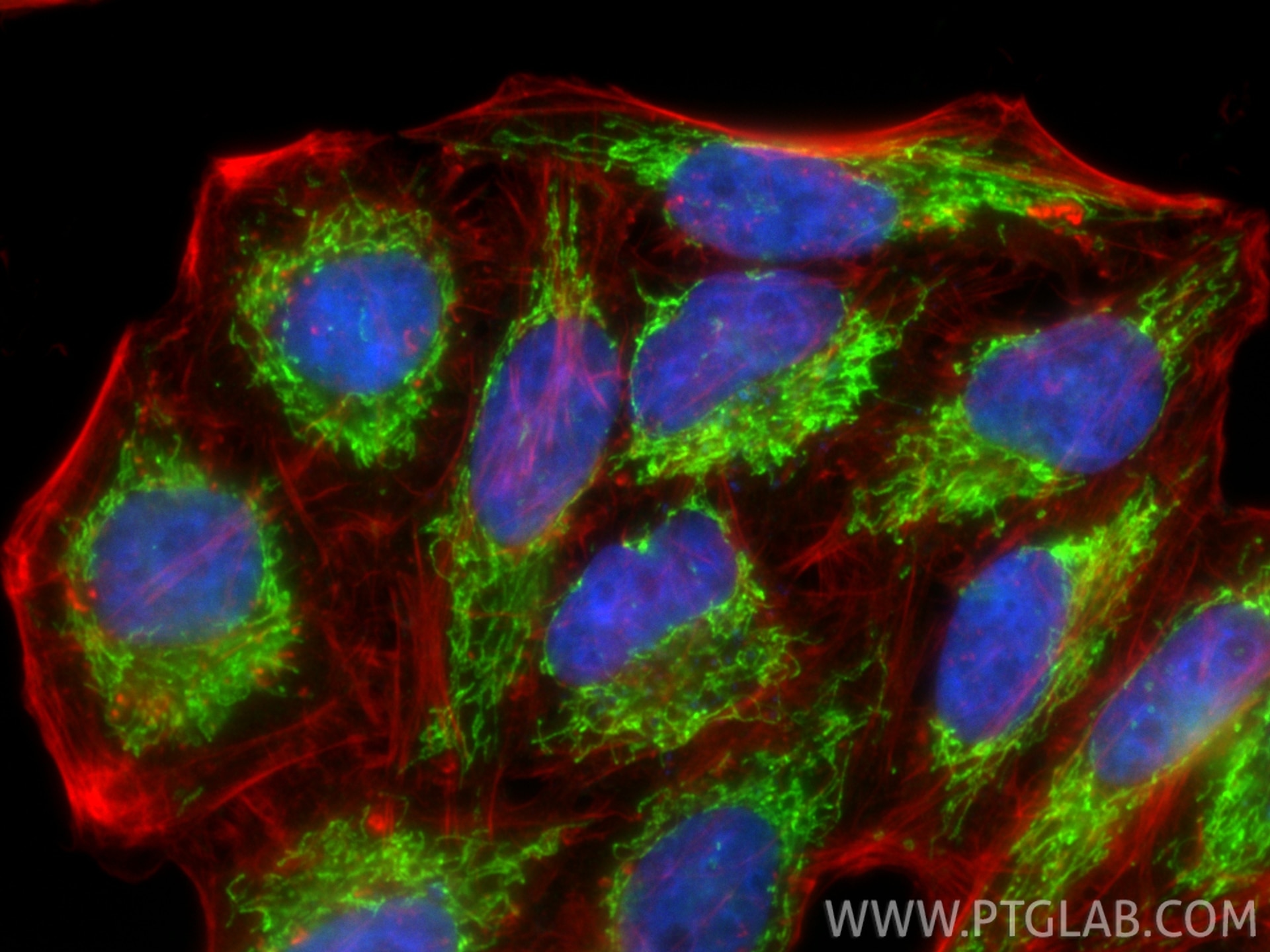 Immunofluorescence (IF) / fluorescent staining of HepG2 cells using TFAM Polyclonal antibody (22586-1-AP)
