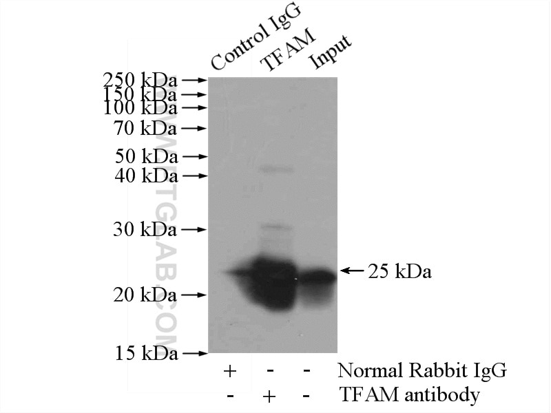 Immunoprecipitation (IP) experiment of HEK-293 cells using TFAM Polyclonal antibody (22586-1-AP)