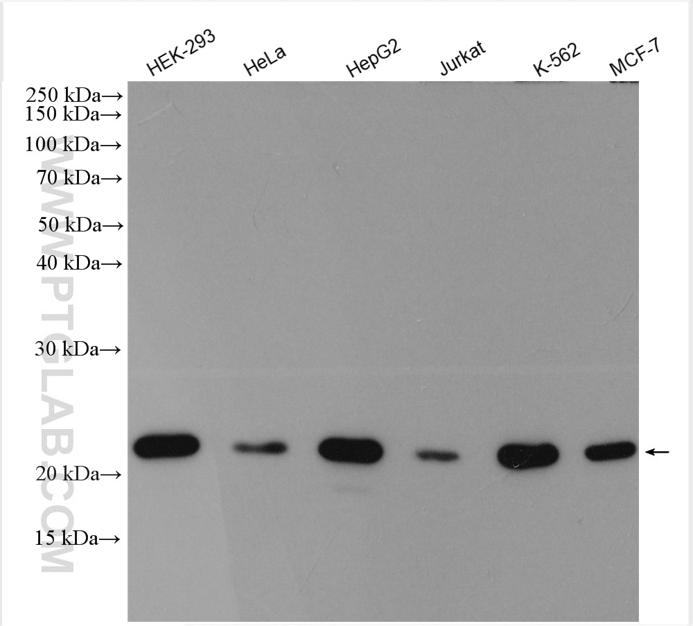 Western Blot (WB) analysis of various lysates using TFAM Polyclonal antibody (22586-1-AP)