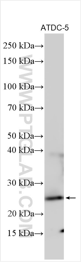 Western Blot (WB) analysis of various lysates using TFAM Polyclonal antibody (22586-1-AP)