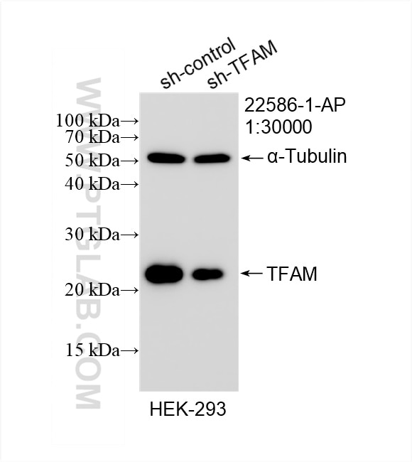 Western Blot (WB) analysis of HEK-293 cells using TFAM Polyclonal antibody (22586-1-AP)