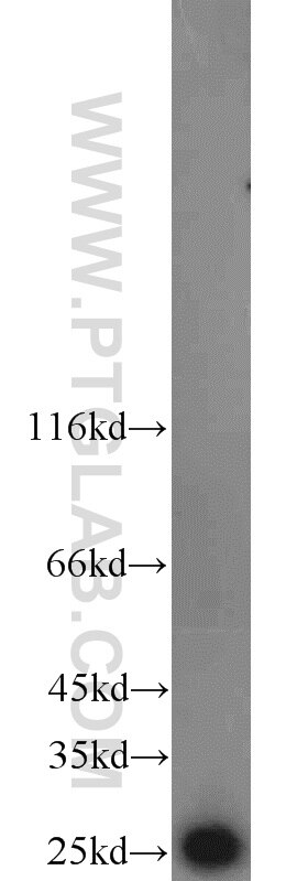 TFAM Polyclonal antibody