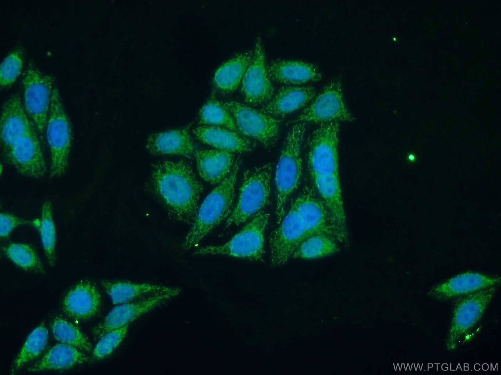 Immunofluorescence (IF) / fluorescent staining of HepG2 cells using TFAM Polyclonal antibody (23996-1-AP)