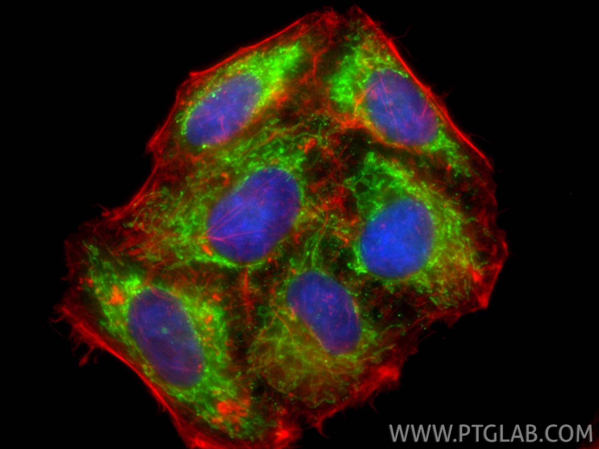 Immunofluorescence (IF) / fluorescent staining of HepG2 cells using TFAM Polyclonal antibody (23996-1-AP)